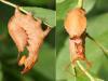 Stauropus fagi